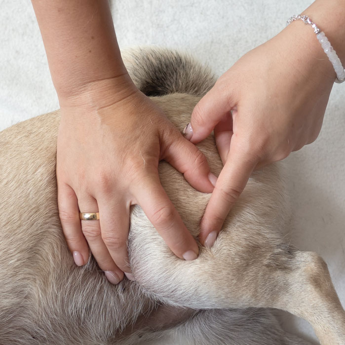 Chiropractic Care For Animals in Santa Rosa