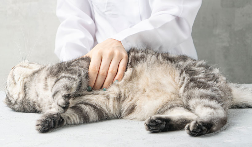 Chiropractic Care For Animals in Santa Rosa