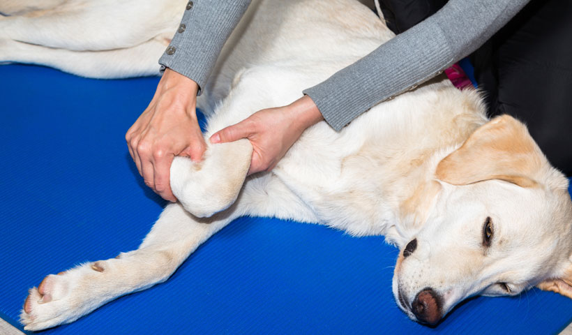 Chiropractic Care For Animals in Santa Rosa